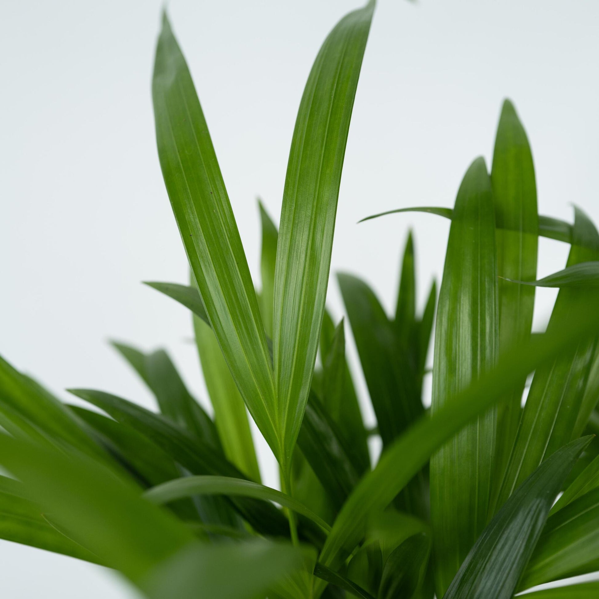 Palma Areca - 2 Pzs - Dypsis Lutescens - Altura 30-45cm - ⌀12cm_3