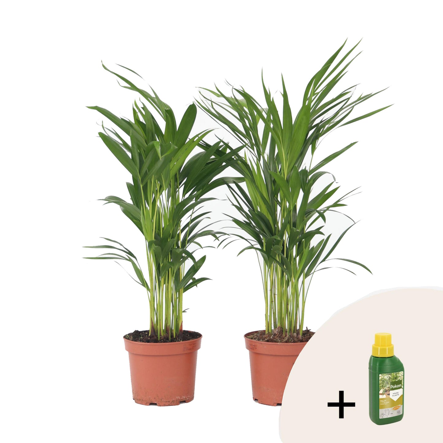 Palma Areca - 2 Pzs - Dypsis Lutescens - Altura 60-70cm - ⌀17cm_0