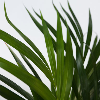 Palma Areca - 2 Pzs - Dypsis Lutescens - Altura 60-70cm - ⌀17cm_3