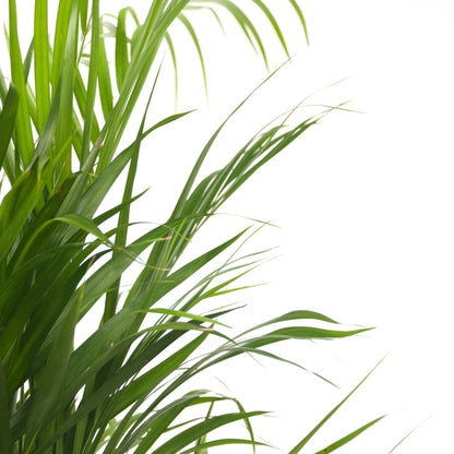 Palma Areca - Dypsis Lutescens - Altura 140-150cm - ⌀27cm_3