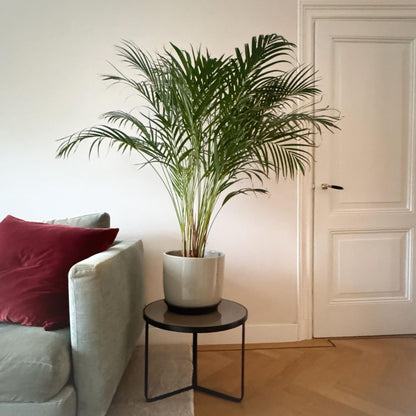 Palma Areca - Dypsis Lutescens - Altura 140-150cm - ⌀27cm_4