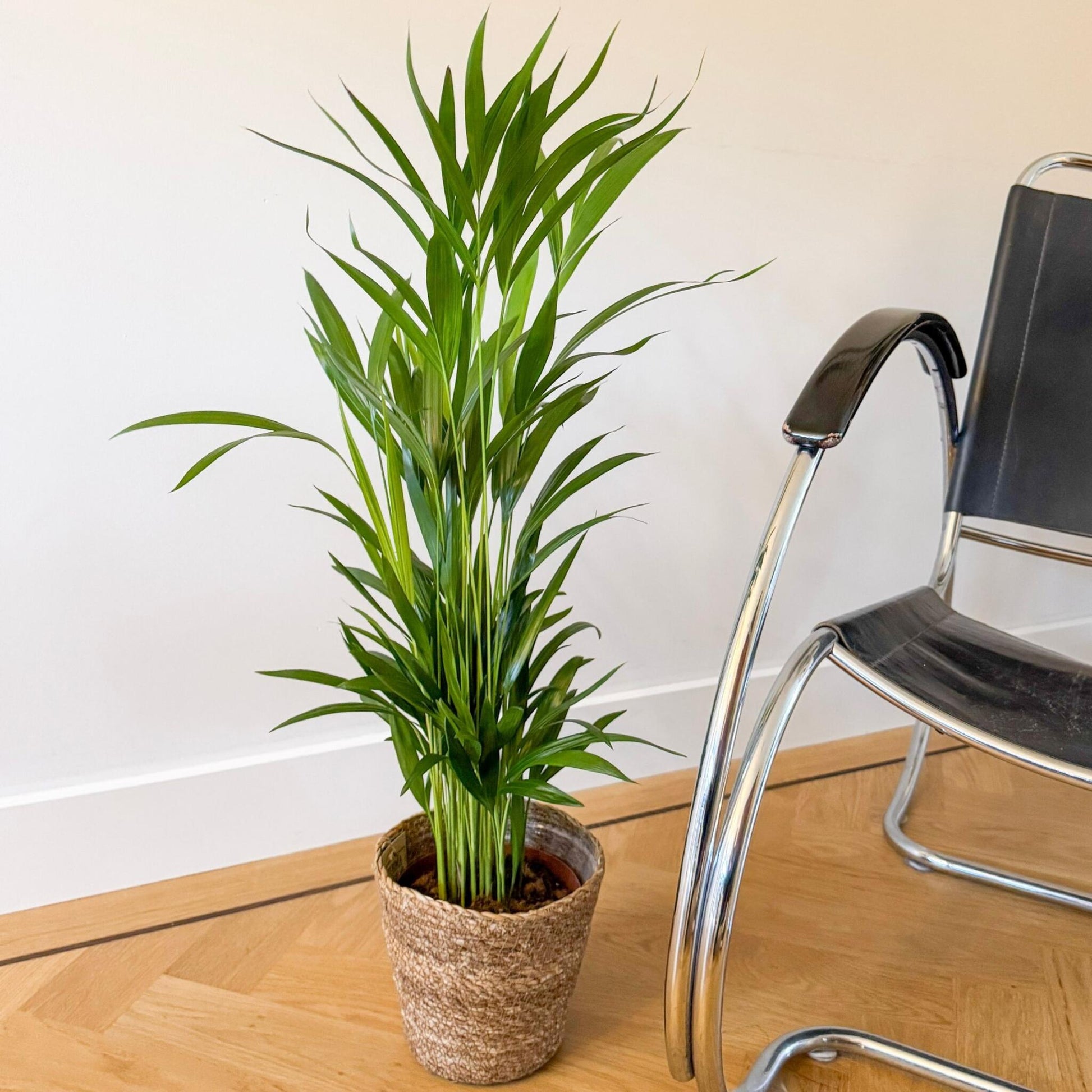 Palma Areca - Dypsis Lutescens - Incluye Cesta - Altura 60-70cm - ⌀17cm_1