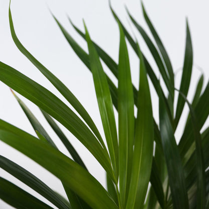 Palma Areca - Dypsis Lutescens - Incluye Cesta - Altura 60-70cm - ⌀17cm_3