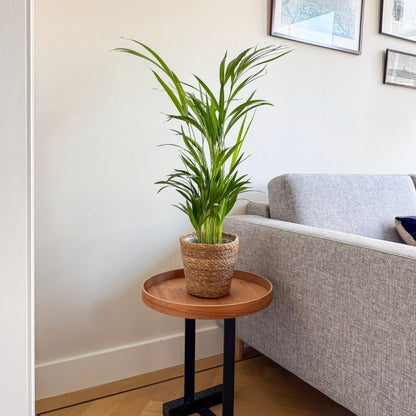 Palma Areca - Dypsis Lutescens - Incluye Cesta - Altura 60-70cm - ⌀17cm_4