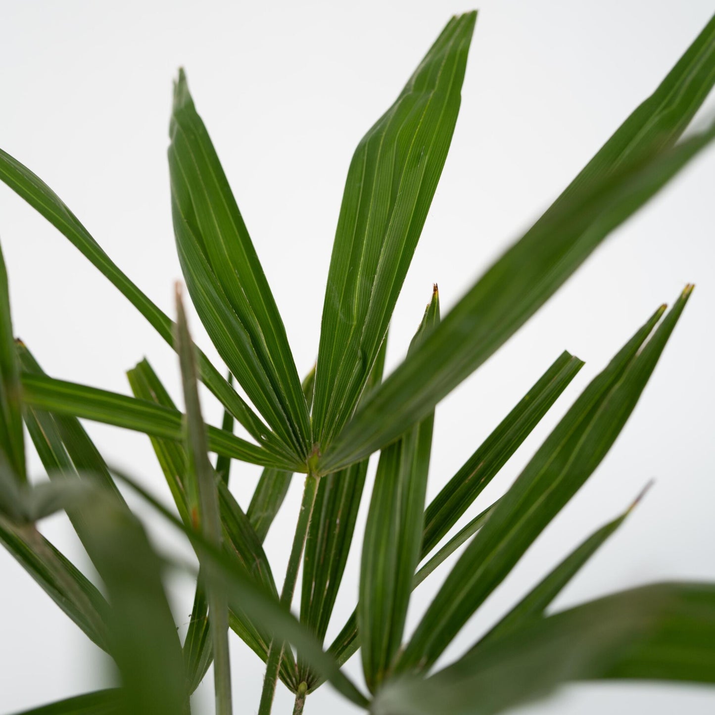 Palma De China - Trachycarpus Fortunei - Altura 35-45cm - ⌀15cm_3
