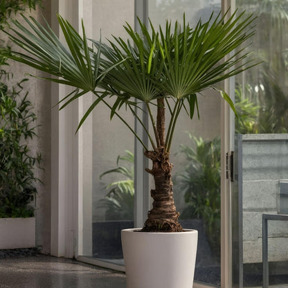 Palma De China - Trachycarpus Fortunei - Altura 65-75cm - ⌀21cm_1