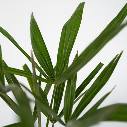 Palma De China - Trachycarpus Fortunei - Altura 65-75cm - ⌀21cm_3