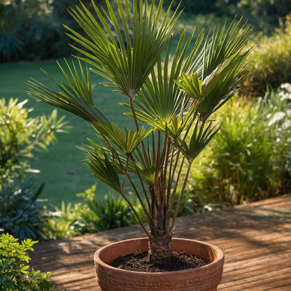 Palma De China - Trachycarpus 'wagnerianus' - Altura 55-65cm - ⌀24cm_1