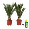 Palma De Sagú - 2 Pzs - Cycas Revoluta - Altura 45-60cm - ⌀15cm