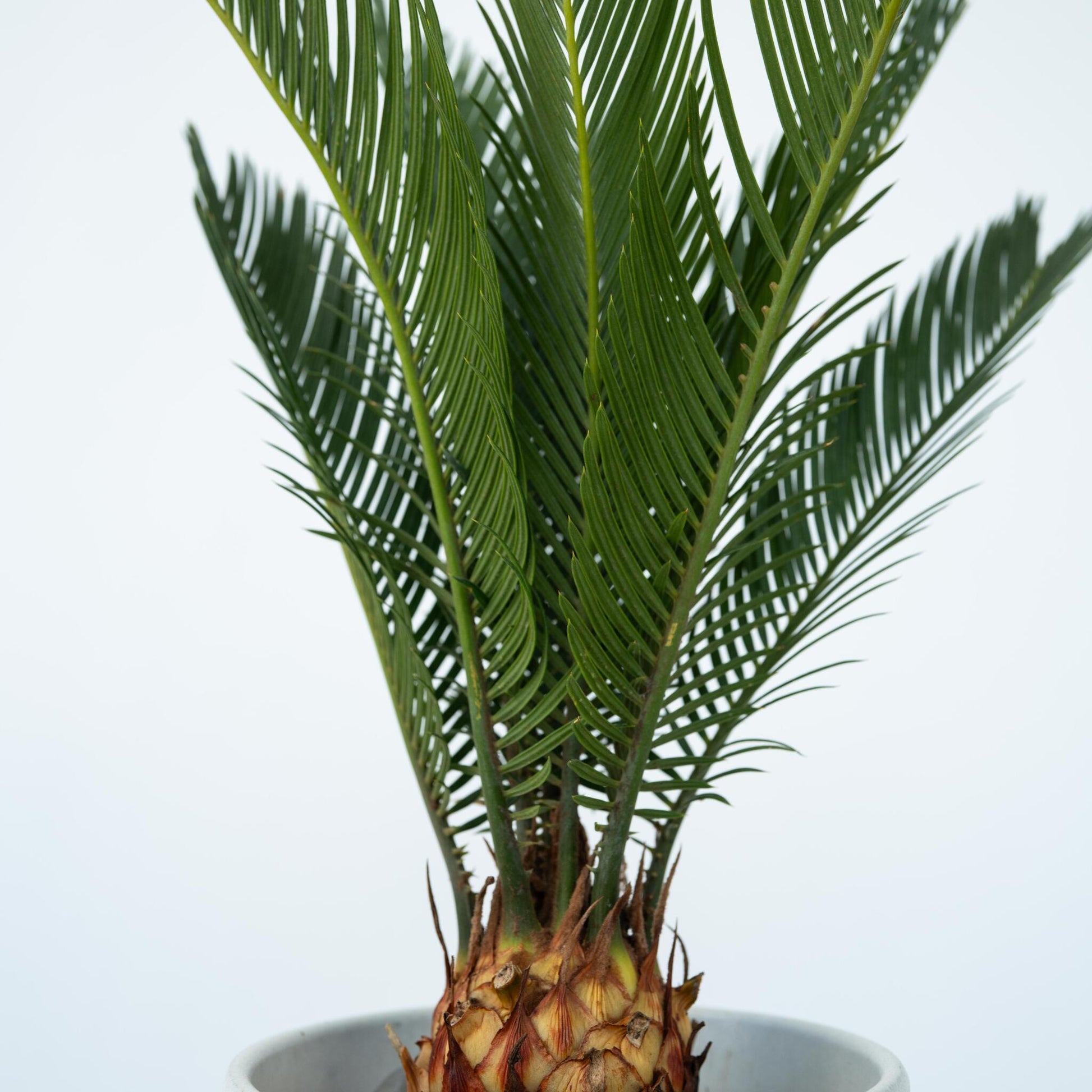 Palma De Sagú - 2 Pzs - Cycas Revoluta - Altura 45-60cm - ⌀15cm_3