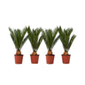 Palma De Sagú - 4 Pzs - Cycas Revoluta - Altura 45-60cm - ⌀15cm