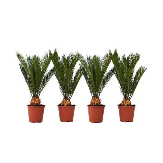Palma De Sagú - 4 Pzs - Cycas Revoluta - Altura 45-60cm - ⌀15cm_0
