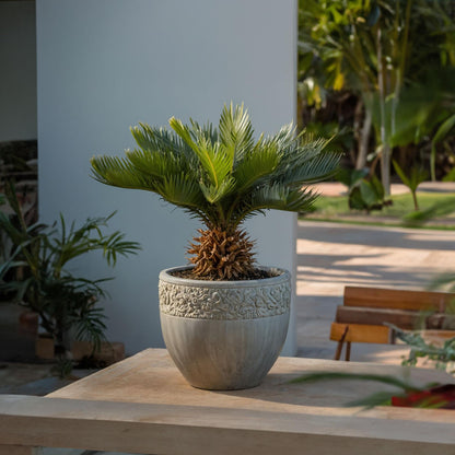 Palma De Sagú - 4 Pzs - Cycas Revoluta - Altura 45-60cm - ⌀15cm_1