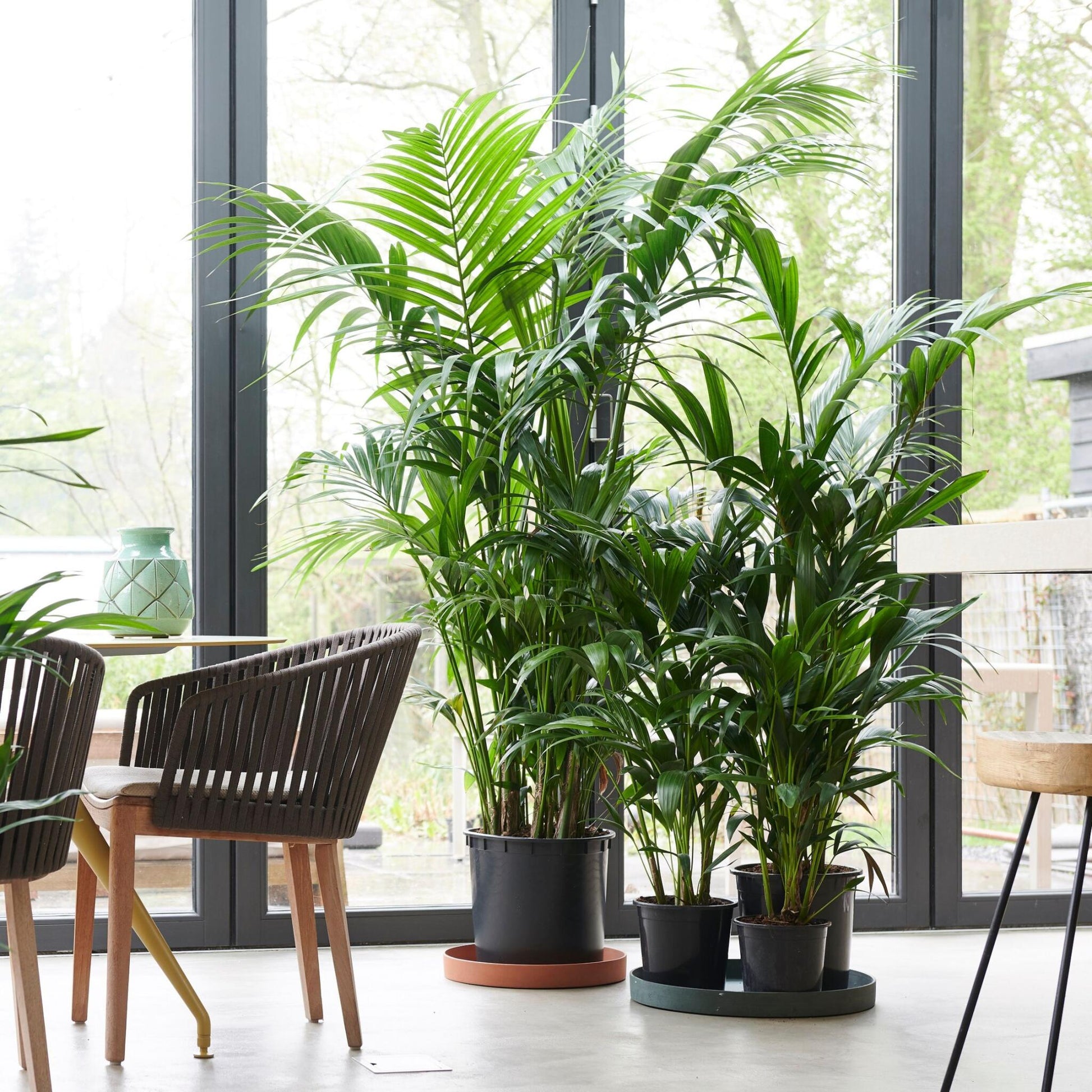 Palma Kentia - 2 Pzs - Howea Forsteriana - Altura 90-100cm - ⌀18cm_1