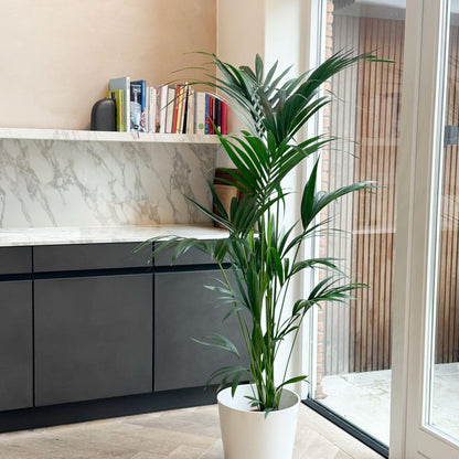 Palma Kentia - Howea Forsteriana - Altura 130-140cm - ⌀21cm_4