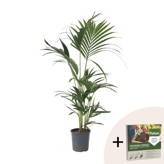 Palma Kentia - Howea Forsteriana - Altura 90-100cm - ⌀18cm_0