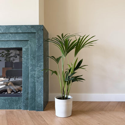 Palma Kentia - Howea Forsteriana - Altura 90-100cm - ⌀18cm_1