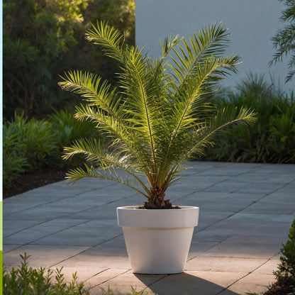 Palmera Canaria - 2 Pzs - Phoenix Canariensis - Altura 80-100cm - ⌀19cm_1