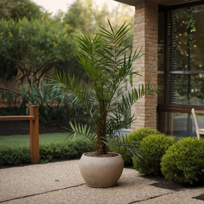 Palmera Canaria - 2 Pzs - Phoenix Canariensis - Altura 80-100cm - ⌀19cm_4
