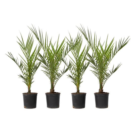 Palmera Canaria - 4 Pzs - Phoenix Canariensis - Altura 50-60cm - ⌀15cm_0