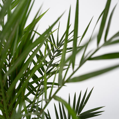 Palmera Canaria - 4 Pzs - Phoenix Canariensis - Altura 50-60cm - ⌀15cm_3