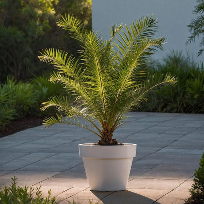 Palmera Canaria - Phoenix Canariensis - Altura 50-60cm - ⌀15cm_1