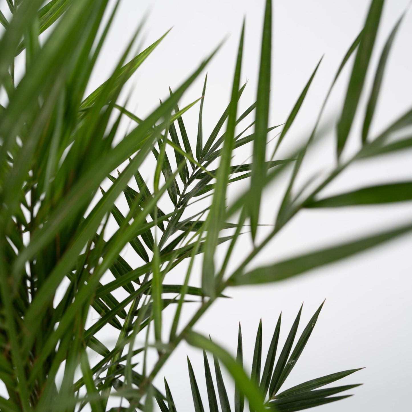Palmera Canaria - Phoenix Canariensis - Altura 80-100cm - ⌀19cm_3