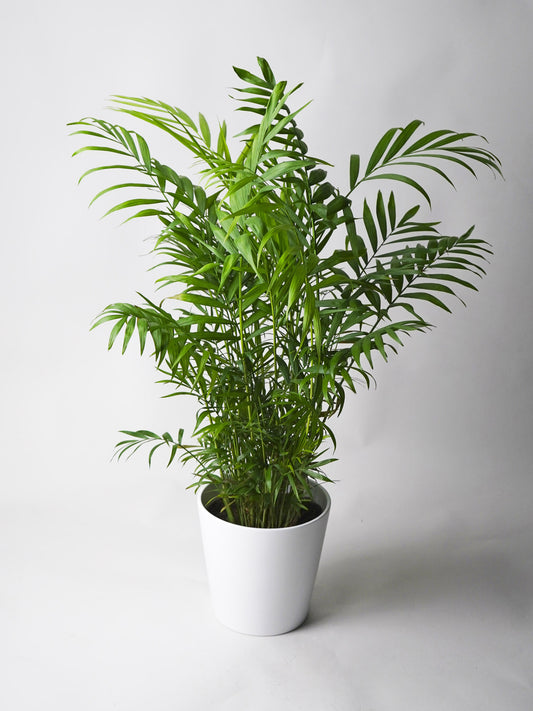 Palmera De Salón O Chamaedorea_0