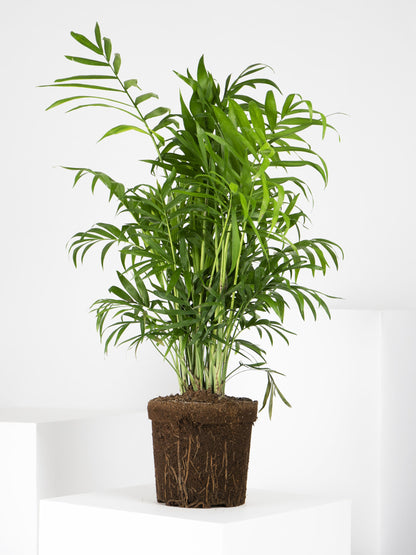 Palmera De Salón O Chamaedorea_4