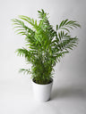 Palmera De Salón O Chamaedorea | Altura 65cm - Maceta 14cm