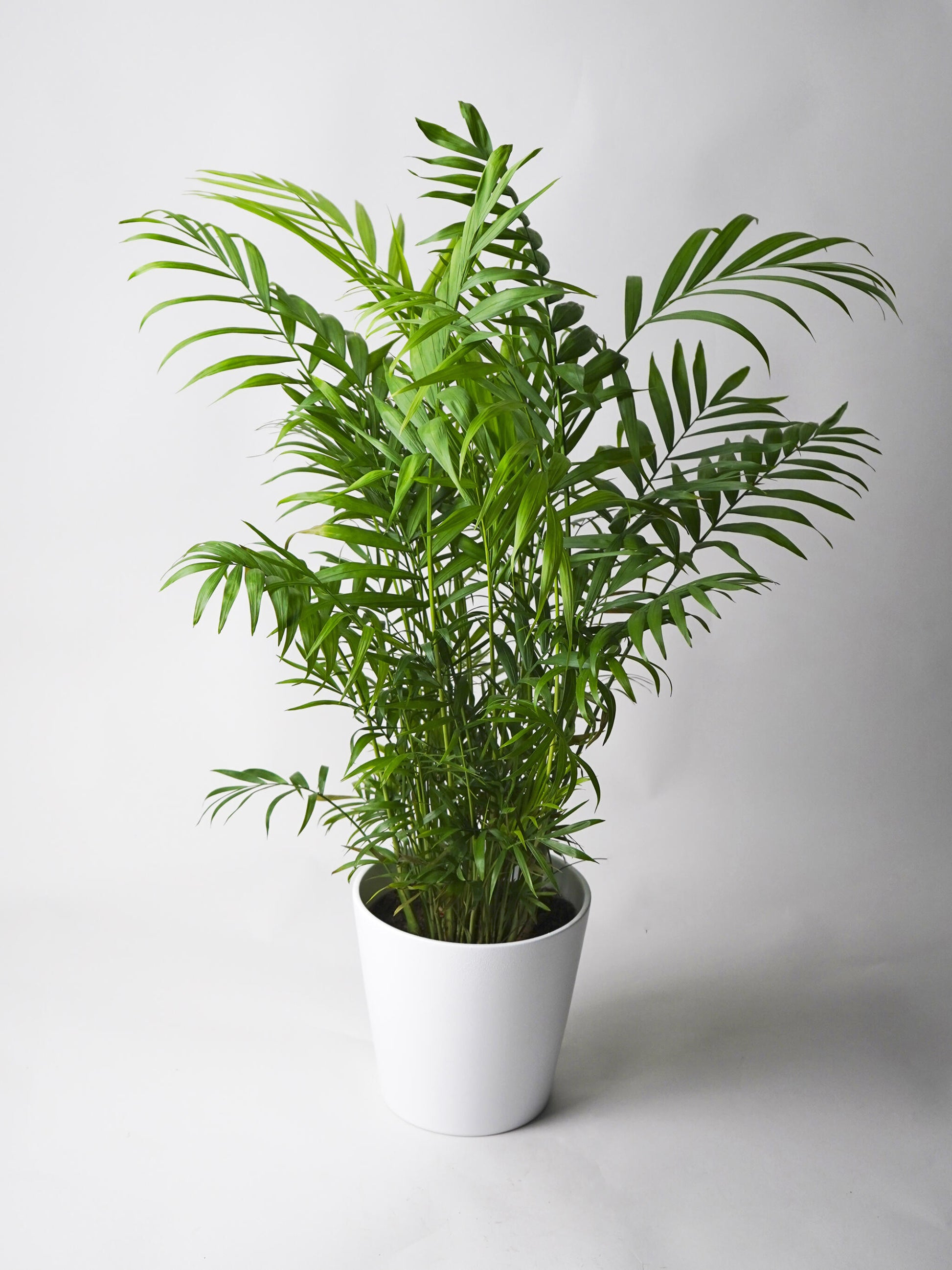 Palmera De Salón O Chamaedorea | Altura 80cm - Maceta 17cm_0