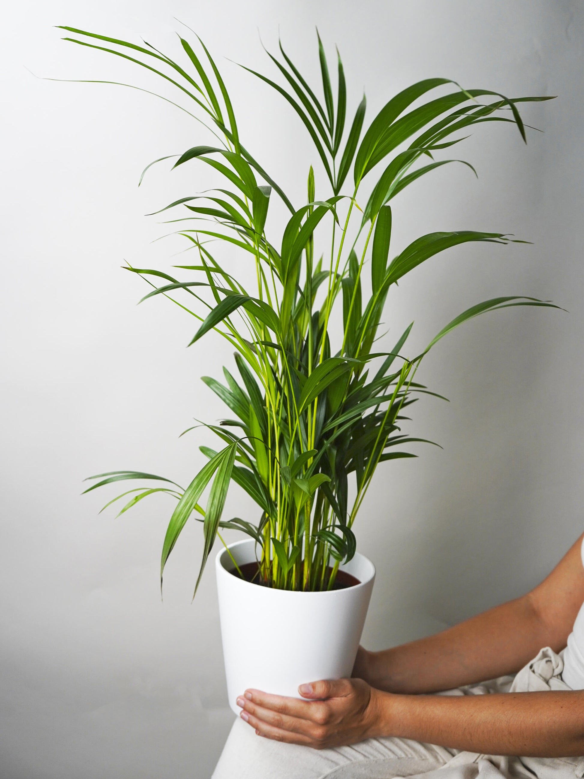 Palmera Dypsis O Areca_2