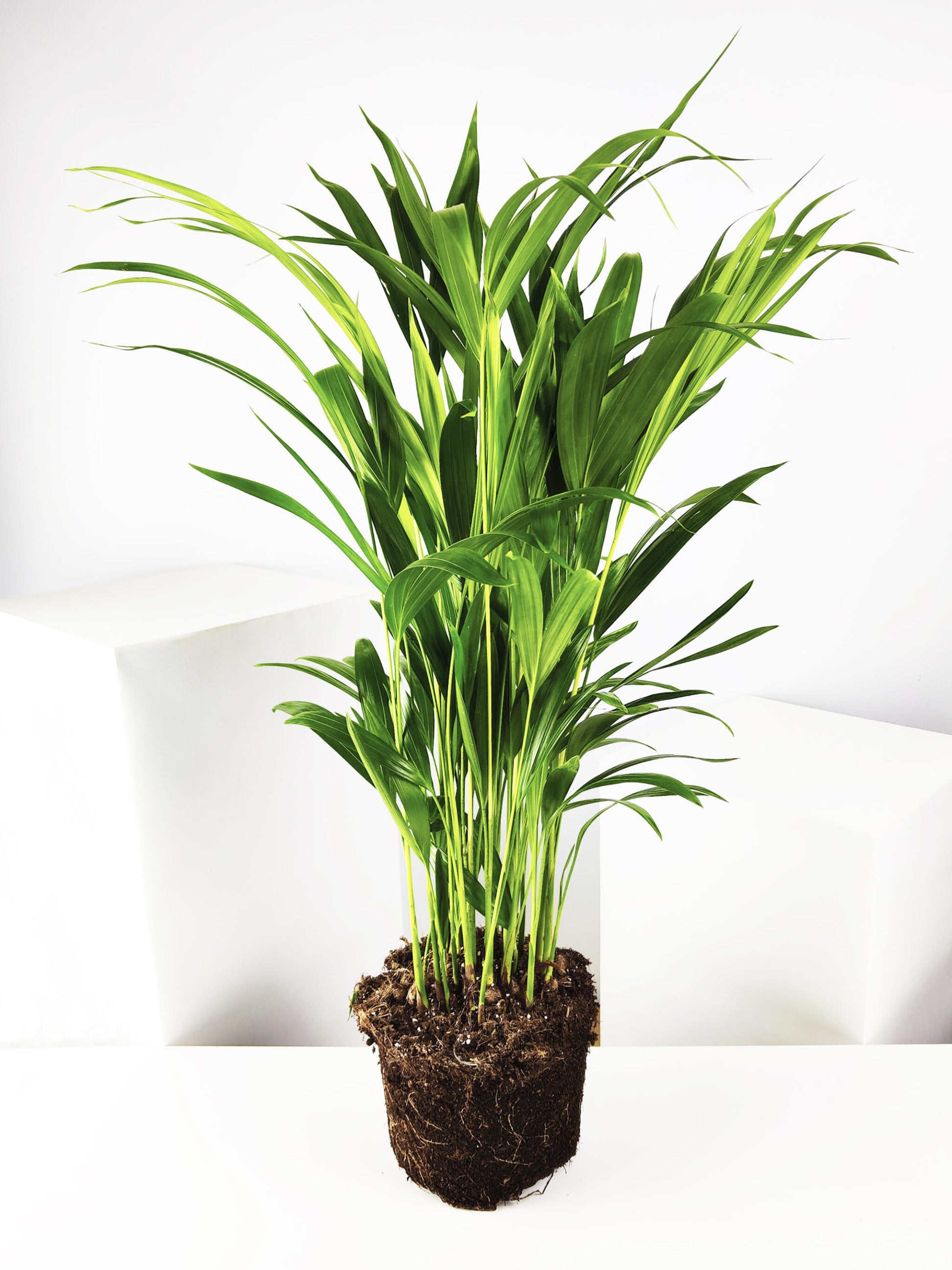 Palmera Dypsis O Areca_3