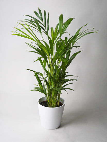 Palmera Dypsis O Areca | Altura 110cm - Maceta 21cm_0