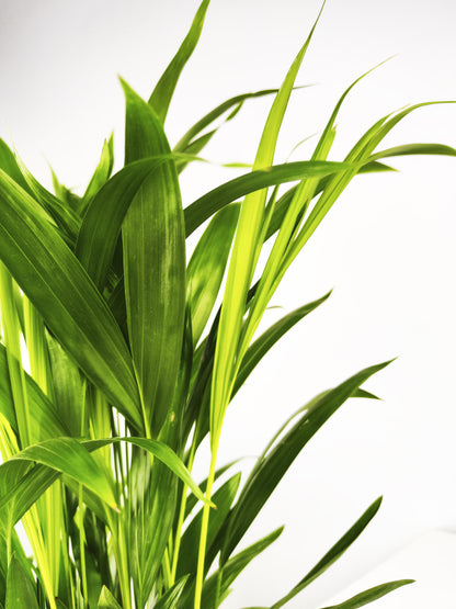 Palmera Dypsis O Areca | Altura 110cm - Maceta 21cm_1