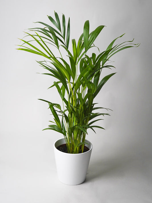 Palmera Dypsis O Areca | Altura 90cm - Maceta 17cm_0