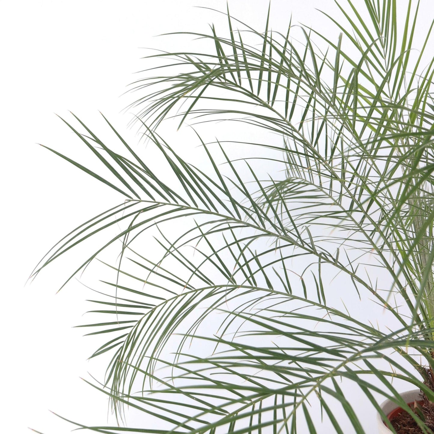 Palmera Enana - Phoenix Roebelenii - Altura 80-90cm - ⌀21cm_3