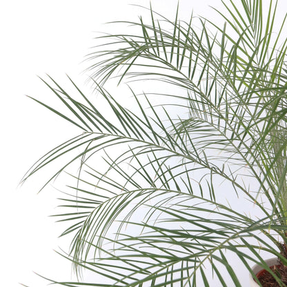 Palmera Enana - Phoenix Roebelenii - Altura 80-90cm - ⌀21cm_3