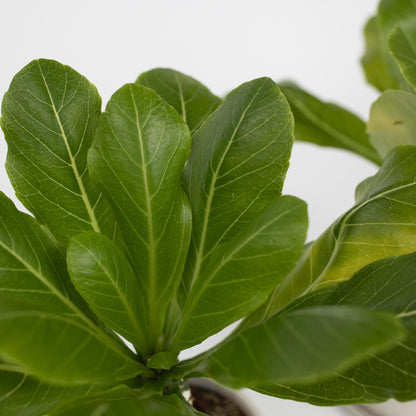 Palmera Hawaiana - Brighamia Insignis - Altura 25-35cm - ⌀12cm_3