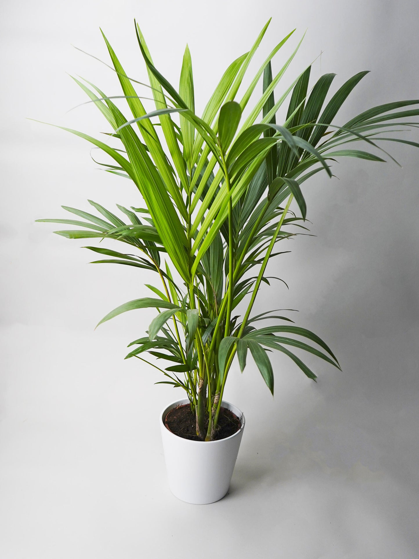 Palmera Kentia | Altura 110cm - Maceta 19cm_0