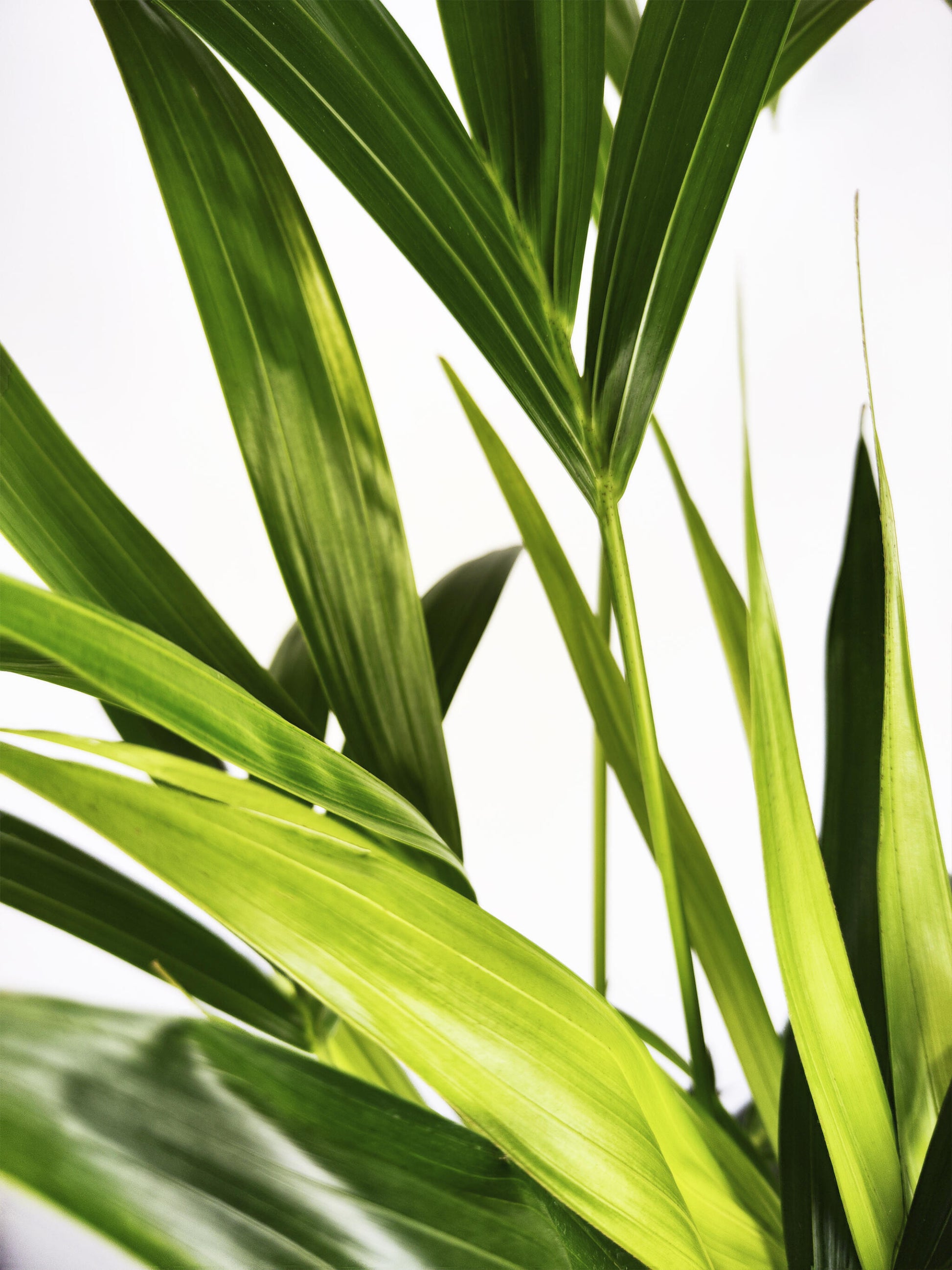 Palmera Kentia | Altura 110cm - Maceta 19cm_1