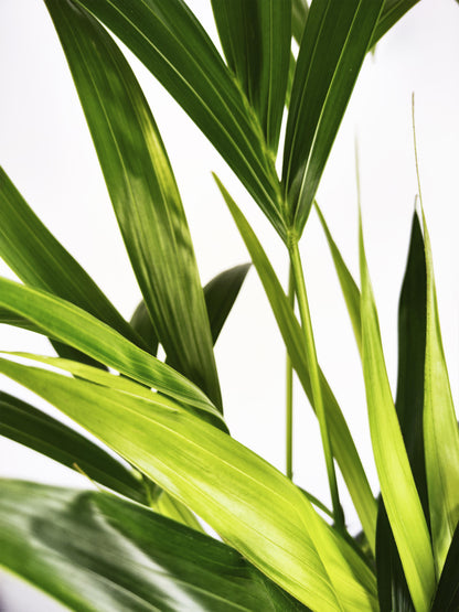 Palmera Kentia | Altura 110cm - Maceta 19cm_1