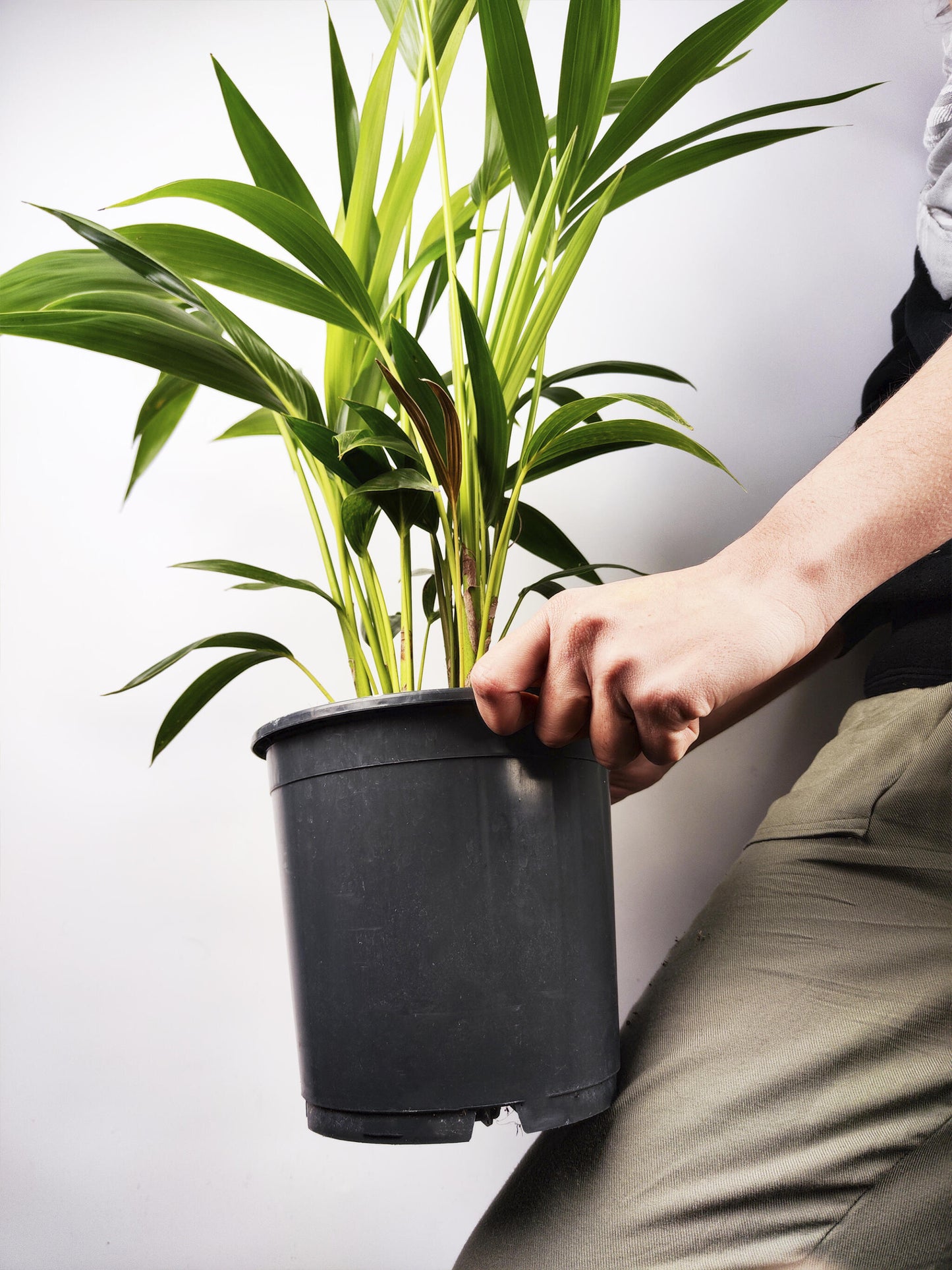 Palmera Kentia | Altura 110cm - Maceta 19cm_2