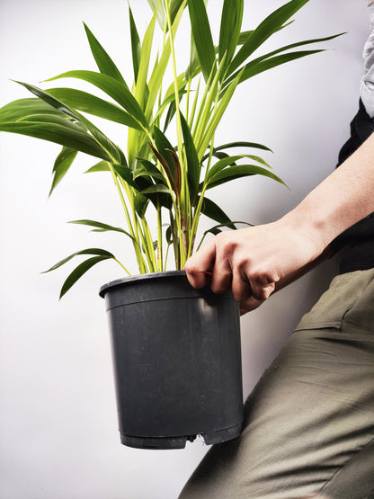 Palmera Kentia | Altura 110cm - Maceta 19cm_2