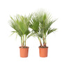 Palmera Mexicana - 2 Pzs - Washingtonia Robusta - Altura 70-90cm - ⌀21cm