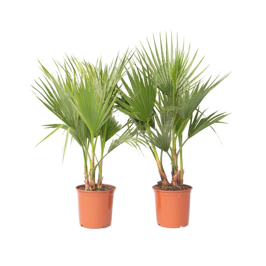 Palmera Mexicana - 2 Pzs - Washingtonia Robusta - Altura 70-90cm - ⌀21cm_0