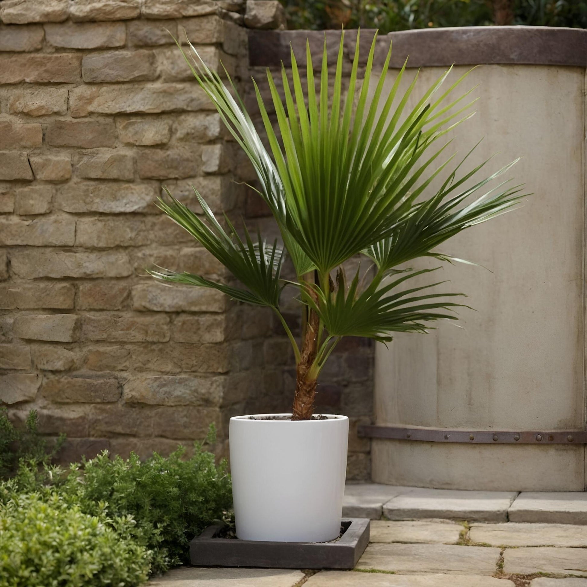 Palmera Mexicana - Washingtonia Robusta - Altura 70-90cm - ⌀21cm_1