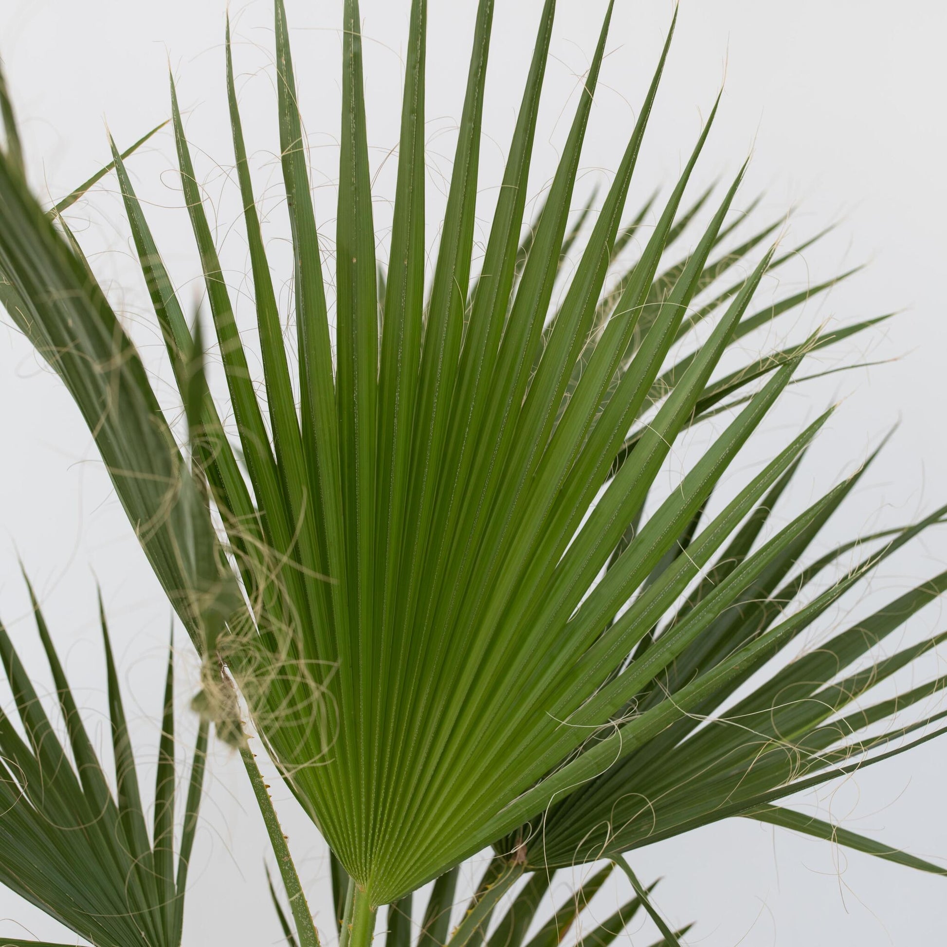 Palmera Mexicana - Washingtonia Robusta - Altura 70-90cm - ⌀21cm_3
