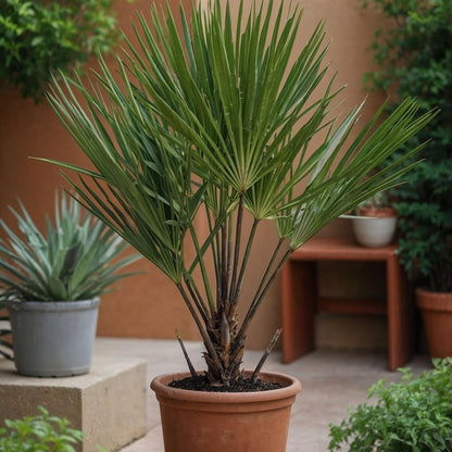 Palmito - 2 Pzs - Chamaerops Humilis - Altura 50-60cm - ⌀15cm_1