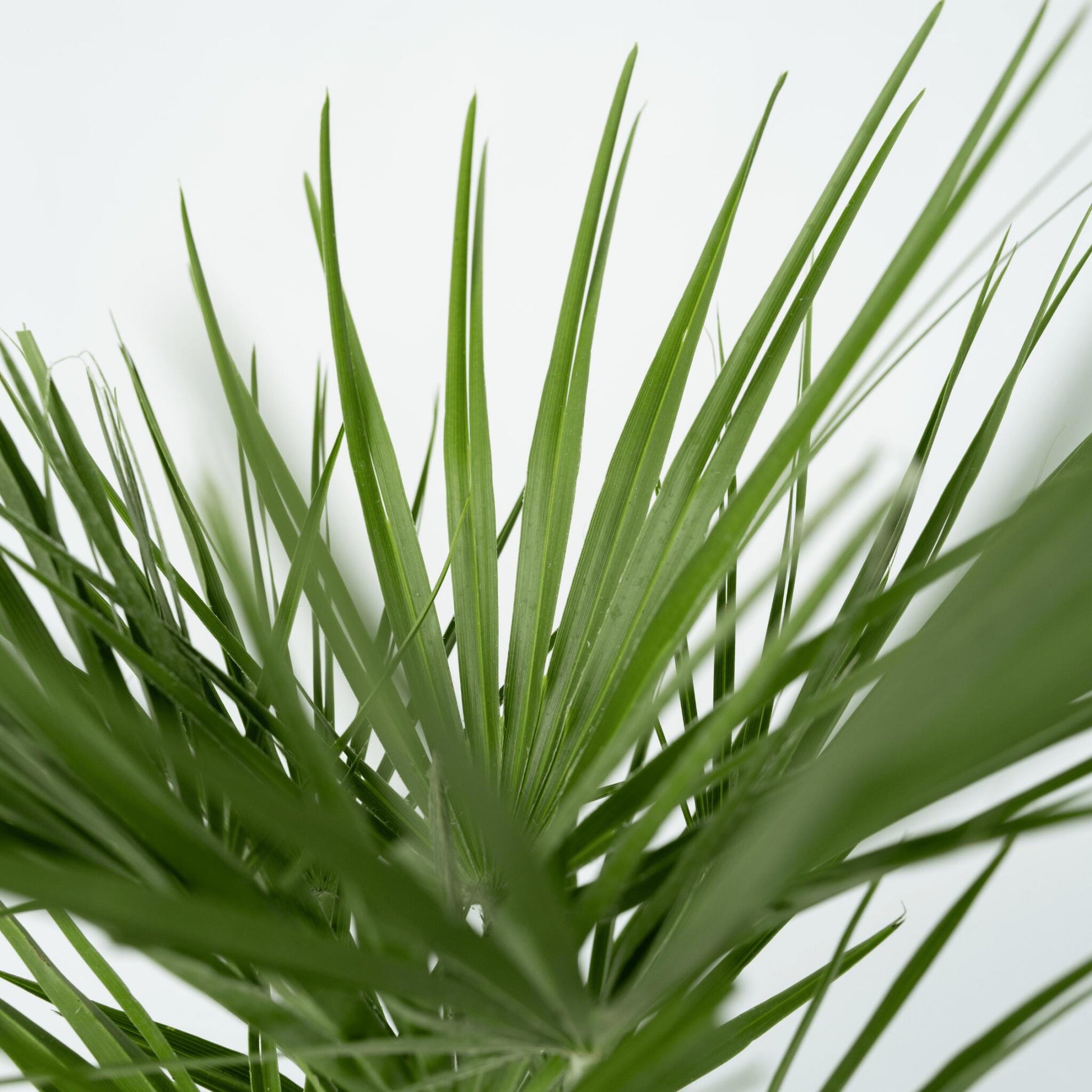 Palmito - 2 Pzs - Chamaerops Humilis - Altura 70-80cm - ⌀21cm_3